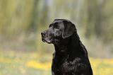 LABRADOR 1005